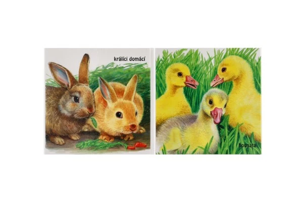 Albatros Leporelo Mláďatka